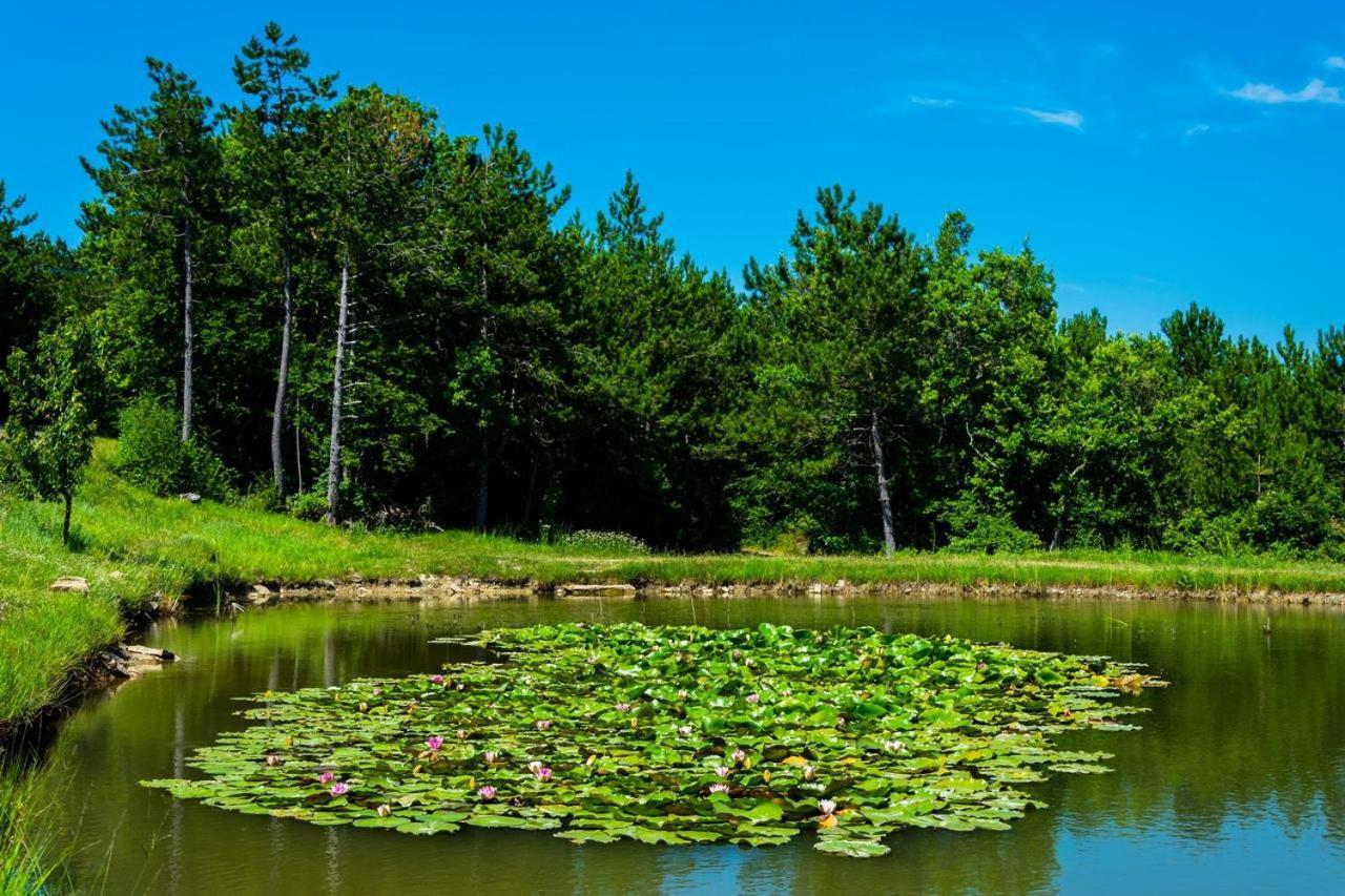 Vila Pineta Gračišče Exteriér fotografie